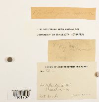 Rhodobryum ontariense image