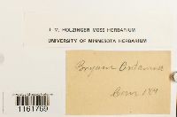 Rhodobryum ontariense image