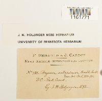 Rhodobryum ontariense image