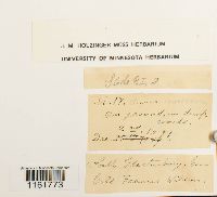 Rhodobryum roseum image