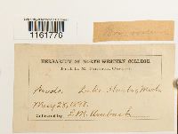 Rhodobryum roseum image