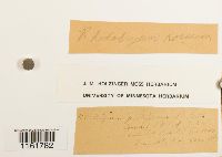 Rhodobryum roseum image