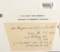 Rhodobryum roseum image