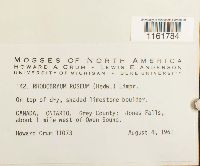 Rhodobryum roseum image