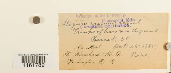 Rhodobryum roseum image