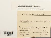 Rhodobryum roseum image