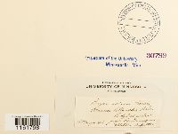 Rhodobryum roseum image