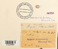 Rhodobryum roseum image