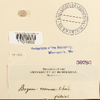 Rhodobryum roseum image