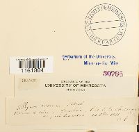 Rhodobryum roseum image