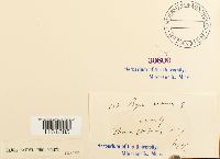 Rhodobryum roseum image