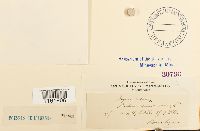 Rhodobryum roseum image