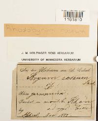 Rhodobryum roseum image