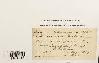 Rhodobryum subcrispatum image