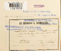 thumbnail image of current specimen