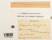 Thumbnail image of current specimen