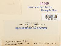 Rhynchostegium depressum image