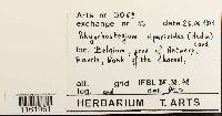 Platyhypnidium riparoides image