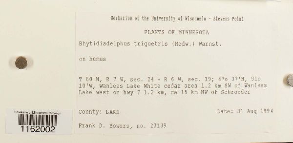 Rhytidiadelphus triquetrus image