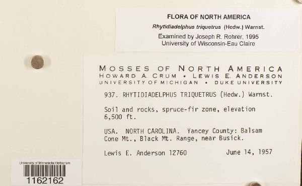 Rhytidiadelphus image