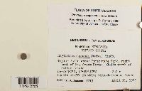 Rhytidium rugosum image