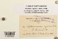 Rhytidium rugosum image