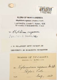 Rhytidium rugosum image