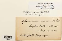 Rhytidium rugosum image