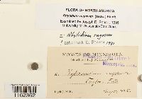 Rhytidium rugosum image