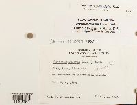 Rhytidium rugosum image