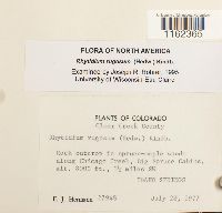 Rhytidium rugosum image