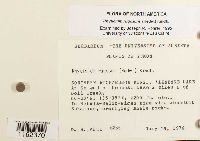 Rhytidium rugosum image