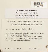 Rhytidium rugosum image