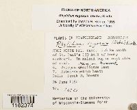 Rhytidium rugosum image