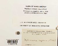 Rhytidium rugosum image