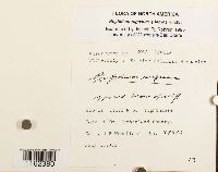 Rhytidium rugosum image