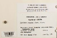 Rhytidium rugosum image