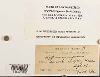 Rhytidium rugosum image