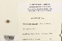 Rhytidium rugosum image