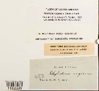 Rhytidium rugosum image