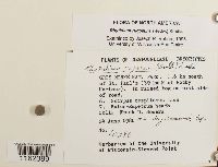 Rhytidium rugosum image