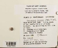 Rhytidium rugosum image