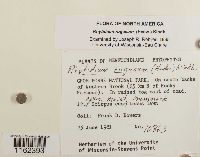 Rhytidium rugosum image