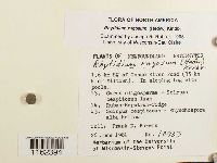 Rhytidium rugosum image