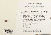 Rhytidium rugosum image