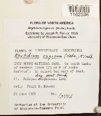 Rhytidium rugosum image