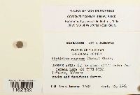 Rhytidium rugosum image