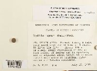 Rhytidium rugosum image