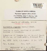 Rhytidium rugosum image