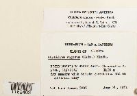 Rhytidium rugosum image